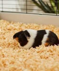 Frisco Pine Shaving Small Pet Bedding, 141-L 11 Frisco Pine Shaving Small Pet Bedding, 141-L -Frisco Sales 2024 263934 PT5. SY630 V1625585896