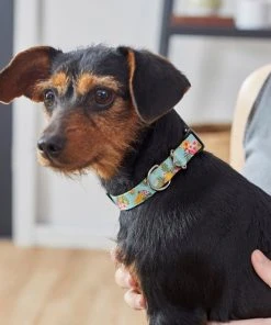 Frisco Tropics Dog Collar 9 Frisco Tropics Dog Collar -Frisco Sales 2024 264058 PT3. SY630 V1616766751