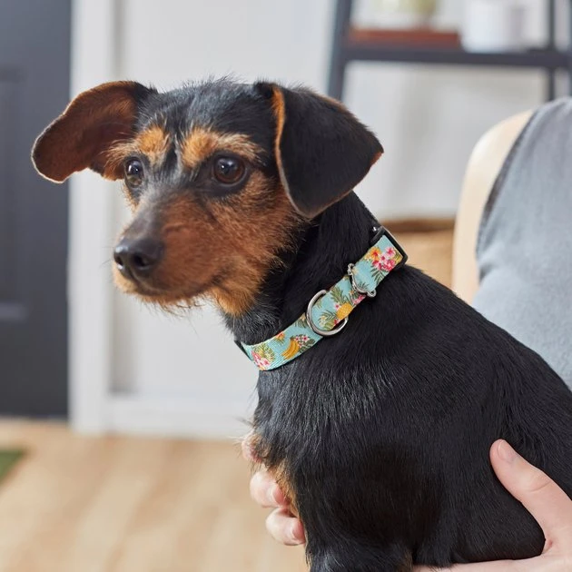 Frisco Tropics Dog Collar 6 Frisco Tropics Dog Collar - Image 4