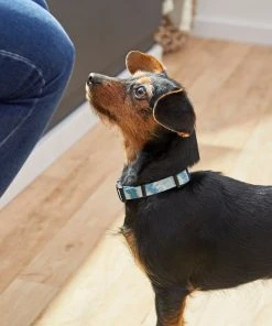 Frisco Blue Tie-Dye Dog Collar -Frisco Sales 2024 264076 PT3. SY630 V1616776089