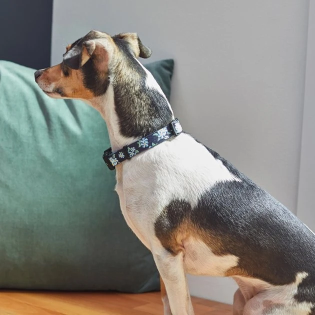 Frisco Evening Floral Dog Collar 6 Frisco Evening Floral Dog Collar - Image 4