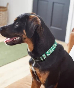 Frisco Spring Leaves Dog Collar 9 Frisco Spring Leaves Dog Collar -Frisco Sales 2024 264094 PT3. SY630 V1616776106
