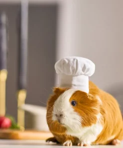Frisco Chef Guinea Pig Costume Hat, One Size -Frisco Sales 2024 265887 PT8. SY630 V1624307877