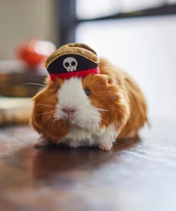 Frisco Pirate Guinea Pig Costume Hat, One Size 9 Frisco Pirate Guinea Pig Costume Hat, One Size -Frisco Sales 2024 265893 PT8. SY630 V1624336771
