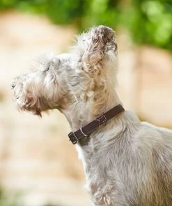 Frisco Top Grain Leather Collar -Frisco Sales 2024 266518 PT3. SY630 V1619535006