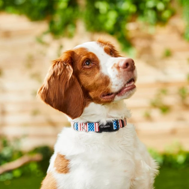 Americana Dog Collar, XS - Neck: 8 – 12-in, Width: 5/8-in Frisco Americana Dog Collar -Frisco Sales 2024 269430 PT3. SY630 V1619535733