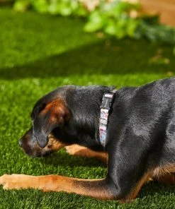 Frisco Traffic Signs Dog Collar -Frisco Sales 2024 269439 PT3. SY630 V1619536949