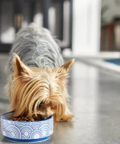 Frisco Blue Oriental Non-skid Ceramic Dog & Cat Bowl 11 Frisco Blue Oriental Non-skid Ceramic Dog & Cat Bowl -Frisco Sales 2024 270203 PT2. SY630 V1620761962