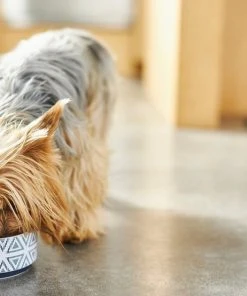 Frisco Tribal Aztec Non-skid Ceramic Dog & Cat Bowl -Frisco Sales 2024 270217 PT2. SY630 V1620762360