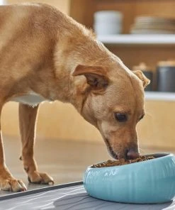 Frisco Slanted Ceramic Dog Bowl, Blue, 4.5 Cups 8 Frisco Slanted Ceramic Dog Bowl, Blue, 4.5 Cups -Frisco Sales 2024 270221 PT2. SY630 V1620761979