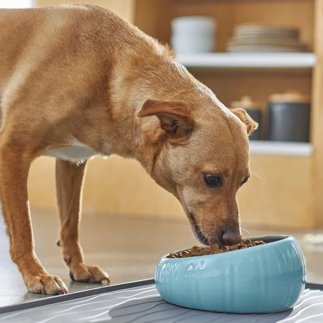 Frisco Slanted Ceramic Dog Bowl, Blue, 4.5 Cups 5 Frisco Slanted Ceramic Dog Bowl, Blue, 4.5 Cups - Image 3