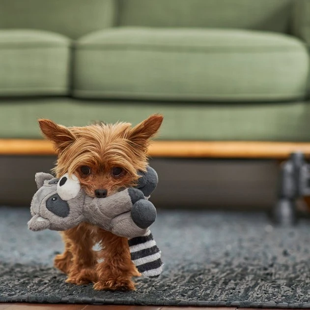 Frisco Camping Raccoon Plush Squeaky Dog Toy 5 Frisco Camping Raccoon Plush Squeaky Dog Toy - Image 3