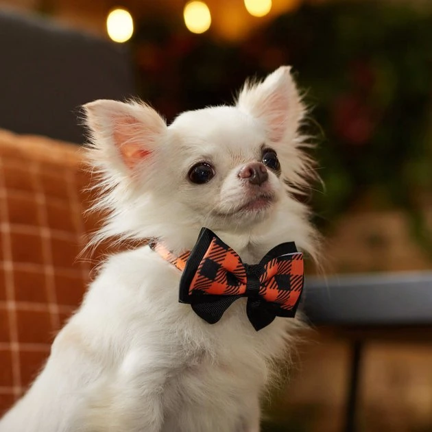 Frisco Halloween Plaid Dog Collar with Bow 8 Frisco Halloween Plaid Dog Collar with Bow - Image 6