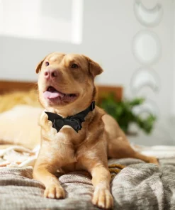 Frisco Removable Bat Wing Collar Bow 9 Frisco Removable Bat Wing Collar Bow -Frisco Sales 2024 272872 PT8. SY630 V1623879427