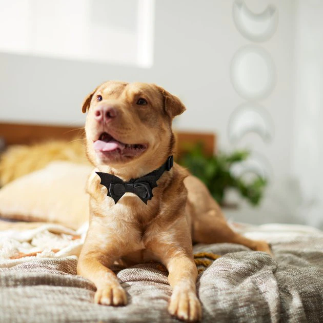 Frisco Removable Bat Wing Collar Bow 6 Frisco Removable Bat Wing Collar Bow - Image 4