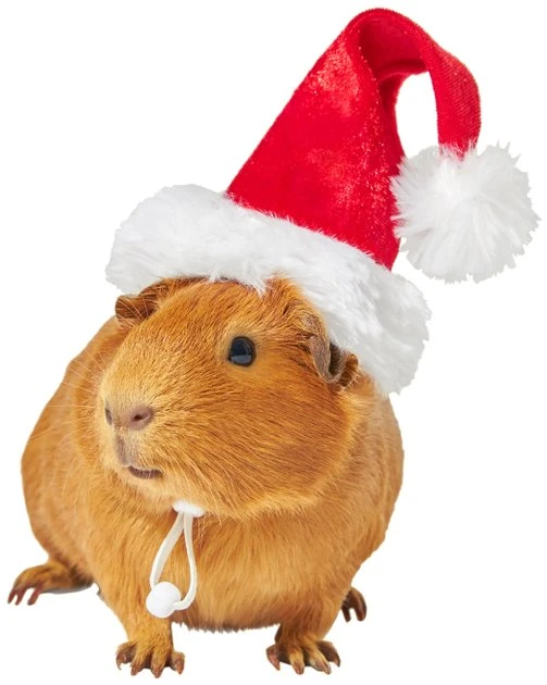Frisco Holiday Guinea Pig Santa Hat 3 Frisco Holiday Guinea Pig Santa Hat