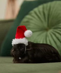 Frisco Holiday Guinea Pig Santa Hat 9 Frisco Holiday Guinea Pig Santa Hat -Frisco Sales 2024 276184 PT8. SY630 V1631302796