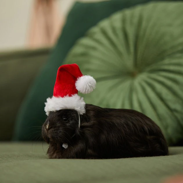 Frisco Holiday Guinea Pig Santa Hat 6 Frisco Holiday Guinea Pig Santa Hat - Image 4
