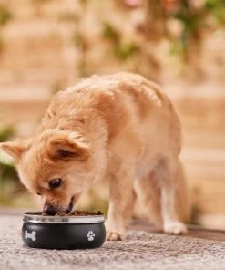 Frisco Travel Non-skid Stainless Steel Dog & Cat Bowl -Frisco Sales 2024 277499 PT2. SY630 V1630347057