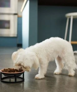 Frisco Paw Print Elevated Stainless Steel Dog & Cat Bowl -Frisco Sales 2024 277513 PT2. SY630 V1630509092