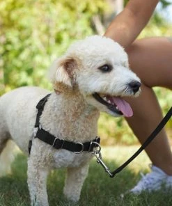 Frisco Basic No Pull Harness -Frisco Sales 2024 277871 PT4. SY630 V1629816973