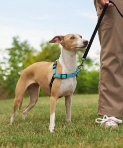 Frisco Padded Reflective No Pull Harness -Frisco Sales 2024 277892 PT4. SY630 V1629816716