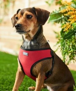 Frisco Padded Step-In Harness -Frisco Sales 2024 287449 PT8. SY630 V1631669934