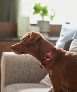 Frisco Fashion Collar, Buffalo Plaid 9 Frisco Fashion Collar, Buffalo Plaid -Frisco Sales 2024 287509 PT8. SY630 V1632315534