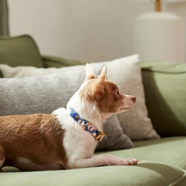 Frisco Fashion Collar, Pink Plaid 6 Frisco Fashion Collar, Pink Plaid - Image 4