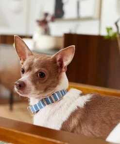 Frisco Fashion Collar, Striped 9 Frisco Fashion Collar, Striped -Frisco Sales 2024 287511 PT8. SY630 V1632315168