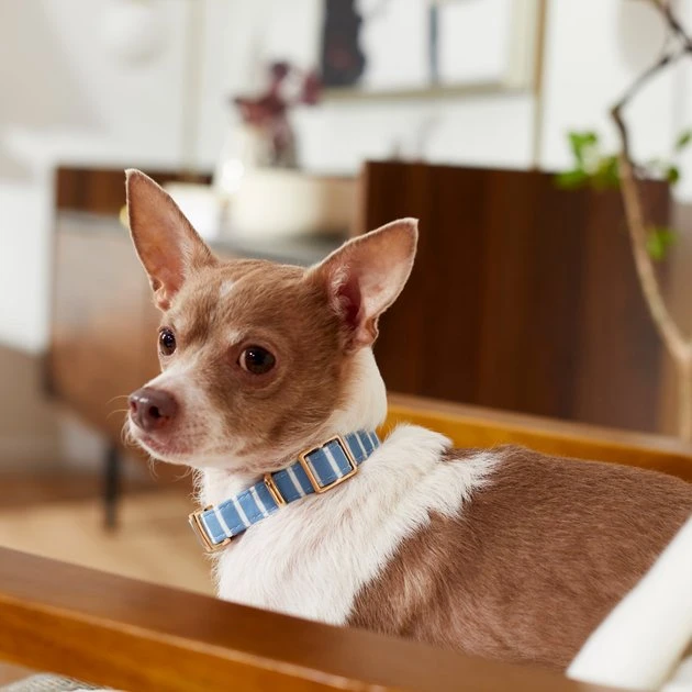 Frisco Fashion Collar, Striped 6 Frisco Fashion Collar, Striped - Image 4