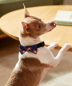 Frisco Fashion Bow, Blue Plaid, XS/SM 11 Frisco Fashion Bow, Blue Plaid, XS/SM -Frisco Sales 2024 287528 PT8. SY630 V1632316622