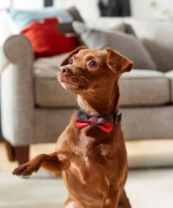 Frisco Removeable Fashion Collar Bow, Buffalo Plaid -Frisco Sales 2024 287530 PT8. SY630 V1632316295