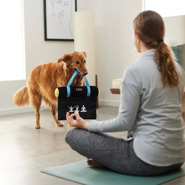 Frisco Yoga Mat Plush Squeaky Dog Toy Frisco Yoga Mat Plush Squeaky Dog Toy -Frisco Sales 2024 288923 PT3. SY630 V1638290551