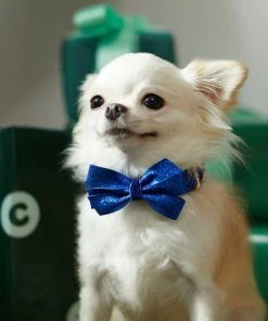 Frisco Glitter Dog Collar with Removeable Glitter Bow 7 Frisco Glitter Dog Collar with Removeable Glitter Bow -Frisco Sales 2024 289712 PT8. SY630 V1632189788