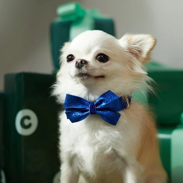 Frisco Glitter Dog Collar with Removeable Glitter Bow, Blue, XS - Neck: 8 - 12-in, Width: 5/8-in Frisco Glitter Dog Collar with Removeable Glitter Bow -Frisco Sales 2024 289712 PT8. SY630 V1632189788