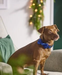 Frisco Velvet Dog Collar With Removeable Velvet Bow 7 Frisco Velvet Dog Collar With Removeable Velvet Bow -Frisco Sales 2024 289734 PT8. SY630 V1632186735