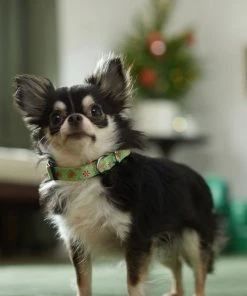 Frisco Gingerbread Cheer Dog Collar 7 Frisco Gingerbread Cheer Dog Collar -Frisco Sales 2024 289752 PT8. SY630 V1632185508