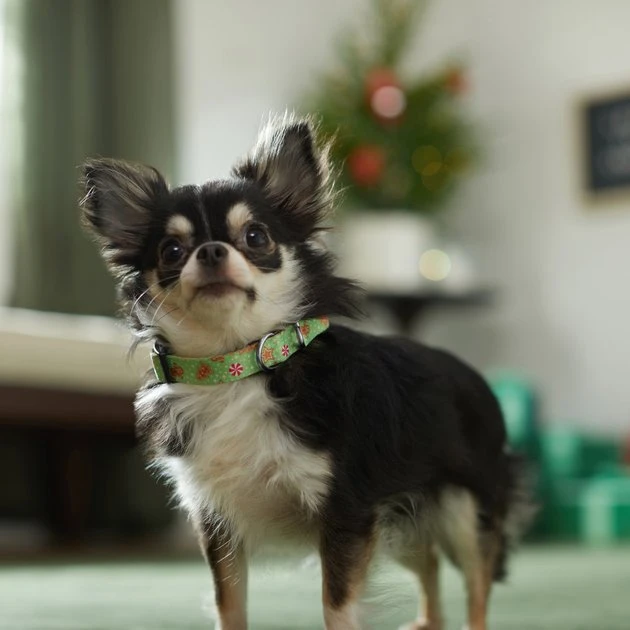 Frisco Gingerbread Cheer Dog Collar 5 Frisco Gingerbread Cheer Dog Collar - Image 3