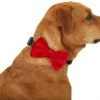Frisco Removeable Velvet Collar Bow 2 Frisco Removeable Velvet Collar Bow -Frisco Sales 2024 289810 MAIN. SY630 V1632188498