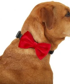 Frisco Removeable Velvet Collar Bow
