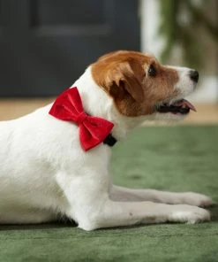 Frisco Removeable Velvet Collar Bow -Frisco Sales 2024 289810 PT8. SY630 V1632186784