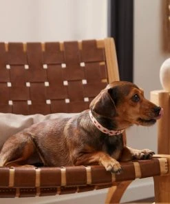 Frisco Fantastic Foxes Dog Collar -Frisco Sales 2024 291237 PT3. SY630 V1629487905