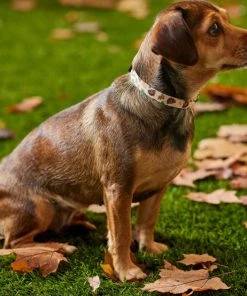 Frisco Thanksgiving Turkey Dog Collar -Frisco Sales 2024 291255 PT3. SY630 V1629488529