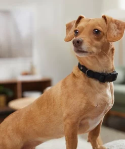 Frisco Monochromatic Dog Collar 6 Frisco Monochromatic Dog Collar -Frisco Sales 2024 291556 PT8. SY630 V1633121263