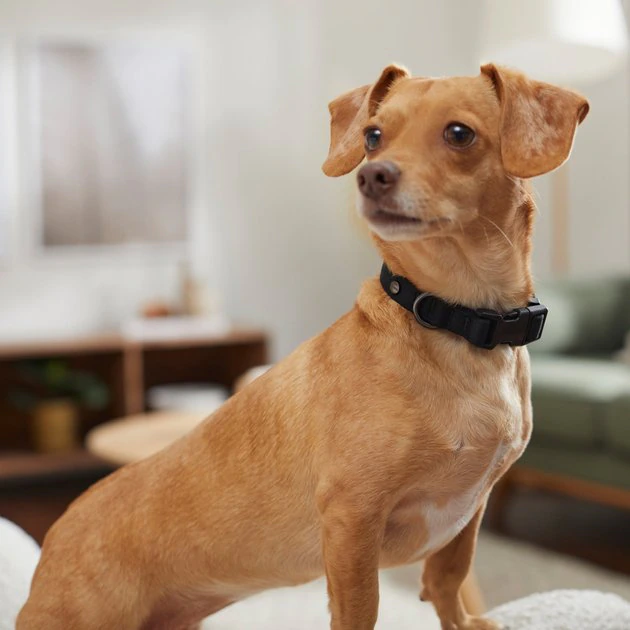 Frisco Monochromatic Dog Collar, Jet Black, XS - Neck: 8 - 12-in, Width: 5/8-in Frisco Monochromatic Dog Collar -Frisco Sales 2024 291556 PT8. SY630 V1633121263