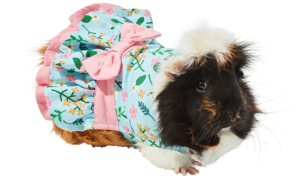 Frisco Guinea Pig Floral Dress 3 Frisco Guinea Pig Floral Dress