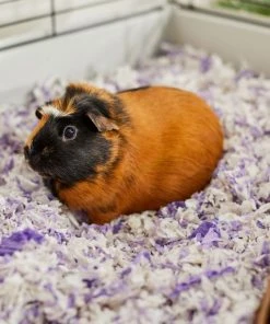 Frisco High Sided Litter Box + Small Animal Bedding, Lavender 17 Frisco High Sided Litter Box + Small Animal Bedding, Lavender -Frisco Sales 2024 301932 PT7. SY630 V1644977520