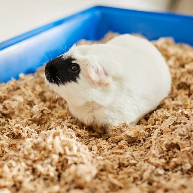 Frisco High Sided Litter Box + Small Animal Bedding, Nautral 9 Frisco High Sided Litter Box + Small Animal Bedding, Nautral - Image 7