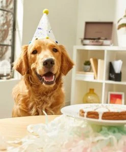 Frisco Confetti Birthday Hat, Small/Medium + Dog & Cat T-Shirt, Blue -Frisco Sales 2024 302442 PT3. SY630 V1623037355